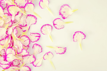 Obraz na płótnie Canvas top view carnation flower petal on white background