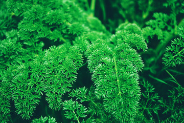 Dark green leaves organic texture