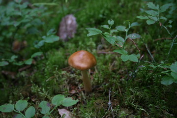 ヨーロッパ、初夏、夏、森、おもちゃ、海