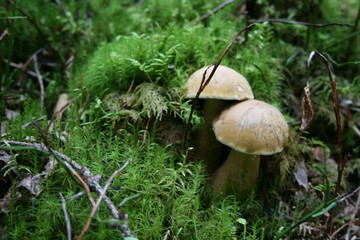 ヨーロッパ、初夏、夏、森、おもちゃ、海