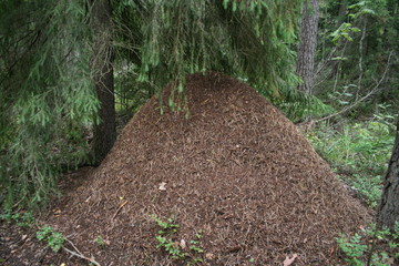 ヨーロッパ、初夏、夏、森、おもちゃ、海