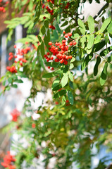 Rowan branch with a bunch of red ripe berries. - Image