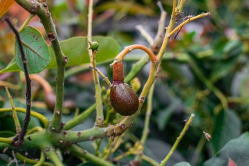 Small avocados (persea americana), growing on the tree, with green leaves background