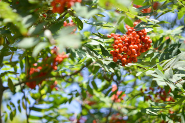 Rowan branch with a bunch of red ripe berries. - Image