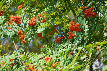 Obraz premium Rowan branch with a bunch of red ripe berries. - Image