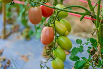 Green and red tomatoes, tomatoes from Thailand country