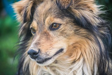Close-up of the dog's muzzle big shaggy on the street
