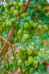 Green and red tomatoes, tomatoes from Thailand country