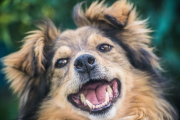Close-up of the dog's muzzle big shaggy on the street