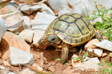 junge Maurische Landschildkröte (Testudo graeca ibera) auf Symi, Griechenland - Greek tortoise