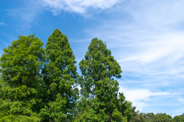 Obraz premium tree and blue sky