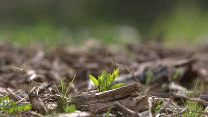 grass in soil