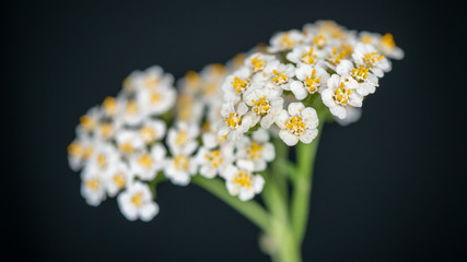 Makroaufnahme von einer Pflanze