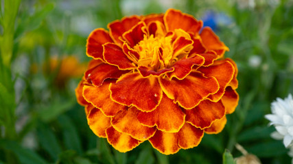 Makroaufnahme von einer Pflanze