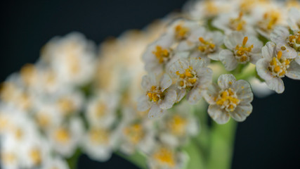 Makroaufnahme von einer Pflanze