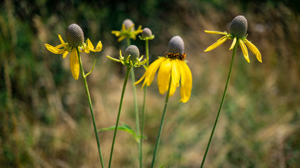 Gelbe Pflanzeen auf einer Wiese