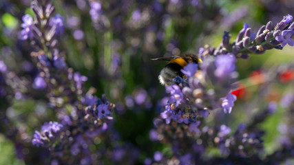 Hummel auf einer lila Blume