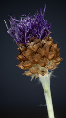 Makroaufnahme von einer Pflanze