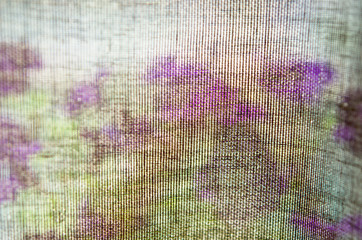 Fototapeta premium On the windowsill behind the curtain Petunia flowers. - Image