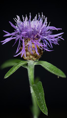 Makroaufnahme von einer Pflanze