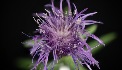 Makroaufnahme von einer Pflanze