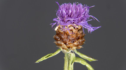 Makroaufnahme von einer Pflanze