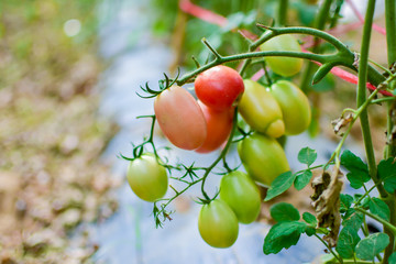 Green and red tomatoes, tomatoes from Thailand country