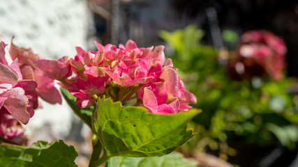 Makroaufnahme von einer Pflanze