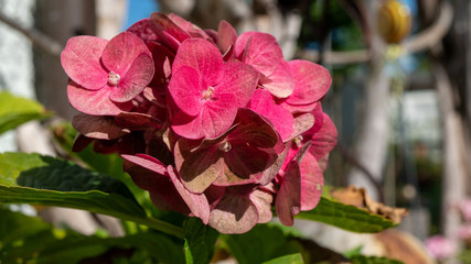 Makroaufnahme von einer Pflanze