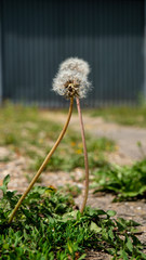 L&ouml;wenzahn Pusteblume auf dem Asphalt