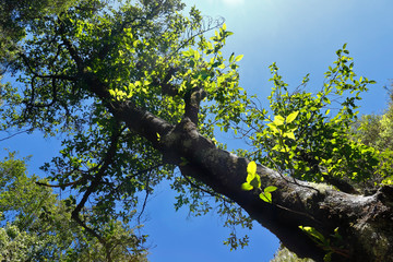 Fototapete bei efototapeten.de bestellen   