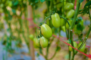 Green and red tomatoes, tomatoes from Thailand country