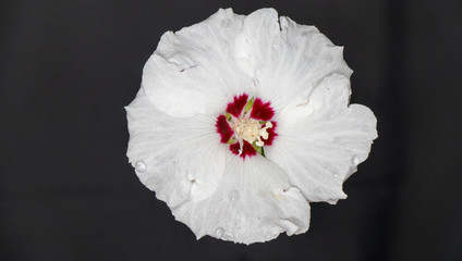 Nahaufnahme von einem Hibiskus © Christian