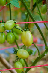 Green and red tomatoes, tomatoes from Thailand country