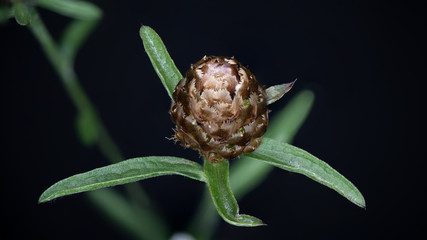 Nahaufnahme einer Pflanze