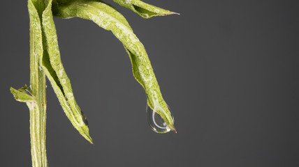 Wassertropfen auf einem Blatt in Makro