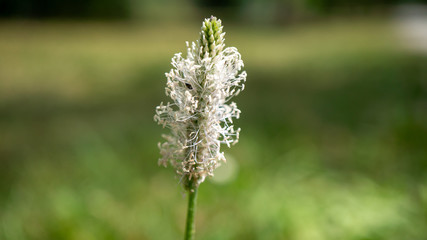 Wei&szlig;e Blume auf einer Wiese