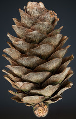 Nahaufnahme eines Zapfens eines Baumes