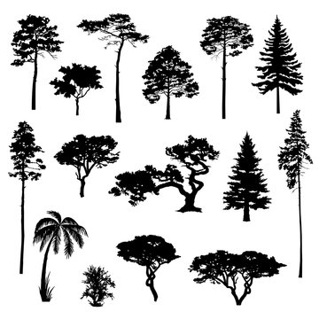 Silhouettes of the trees for design. Vector elements for landscape, background, banner, web-design, coniferous forest.