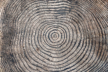 Tree rings