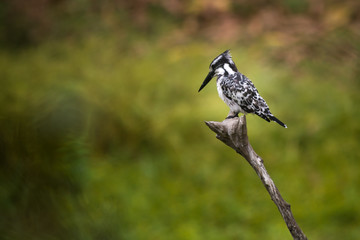 A kingfisher perched on a branch