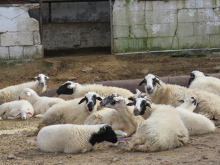 Obraz premium flock of sheep