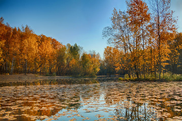 Fototapeta premium Beautiful and bright autumn landscape with a lake and golden trees in sunny weather.