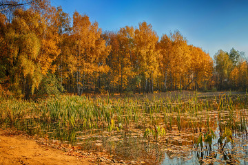 Beautiful and bright autumn landscape with a lake and golden trees in sunny weather.