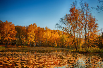 Obraz premium Beautiful and bright autumn landscape with a lake and golden trees in sunny weather.