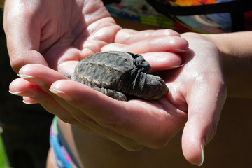 Una pequeña tortuga de mar antes de irse al mar