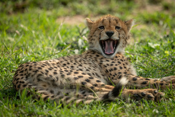 Cheetah cub lies yawning in short grass