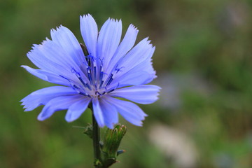 flower on a green background of blue sky