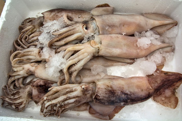Octopus on the market