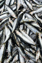 Sardines in the market